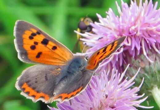 Small copper (963)