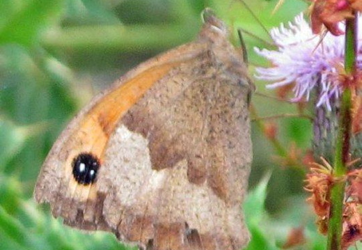 Meadow Brown (965)