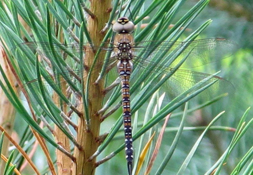 Migrant Hawker Dragonfly (Aeshna mixta)