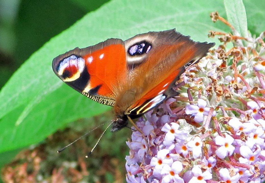 Peacock butterfly (972)