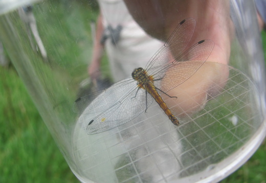 Brown Hawker Dragonfly (Aeshna grandis)