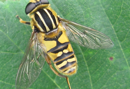 Sun fly (Hoverfly) (983)