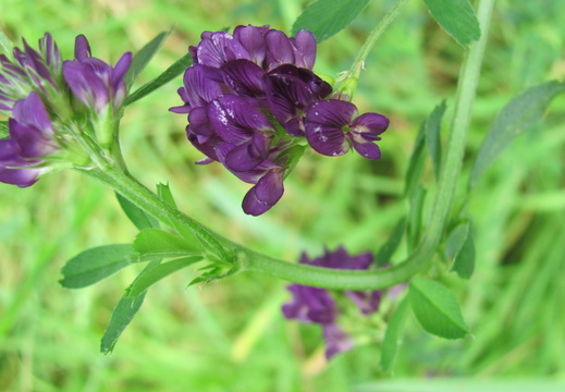 Lucerne (Medicago sativa)