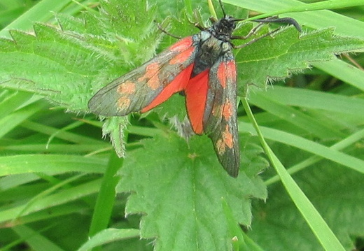 6-spot burnet moth