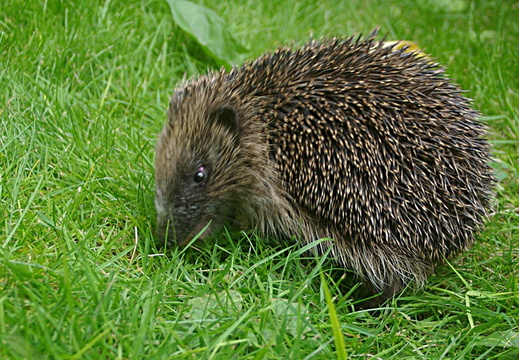 Hedgehog