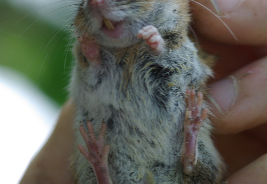 Wood Mouse