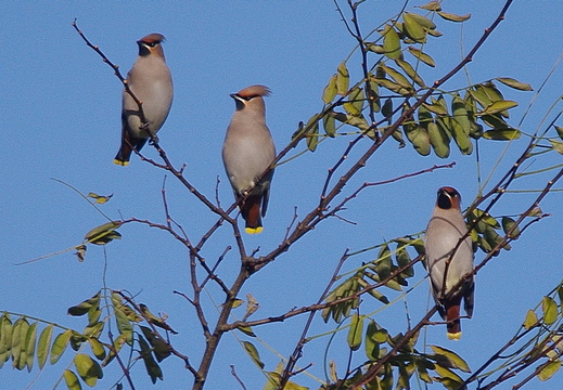 Bohemian Waxwing