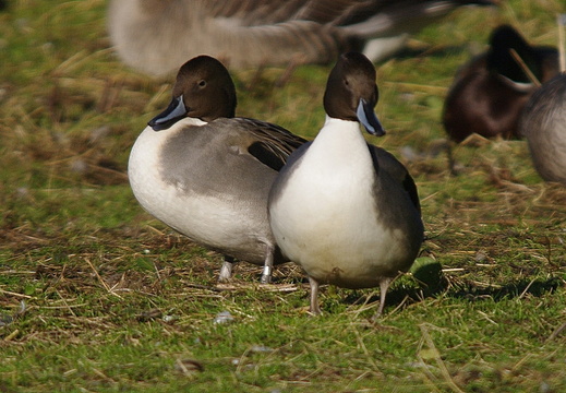 Pintail (1023)