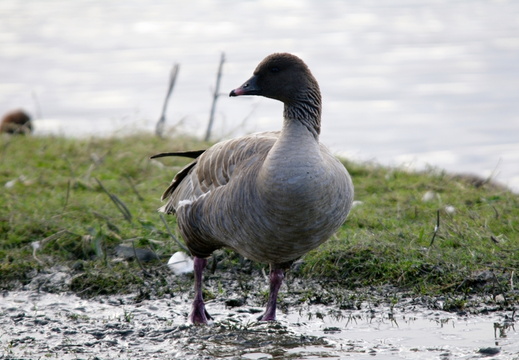 Pink-footed Goose