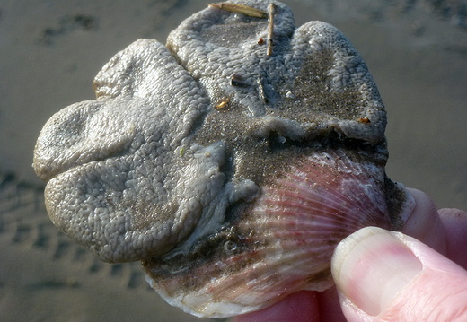 Dead Man's Fingers (Alcyonium digitatum)
