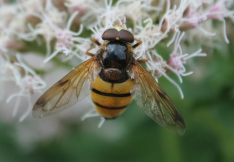 Volucella inanis