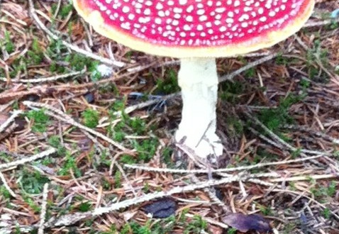 Fly Agaric (Amanita muscaria) (1040)