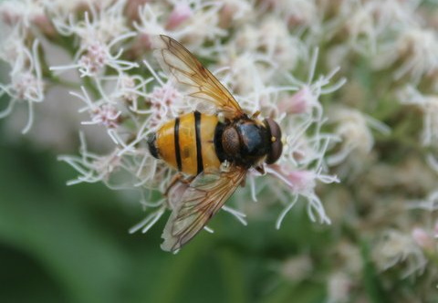 The Hoverfly (Volucella inanis)
