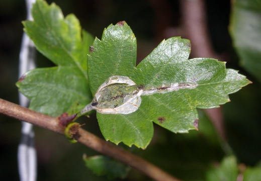 Firethorn Leaf Miner (Phyllonorycter leucographella) (1044)