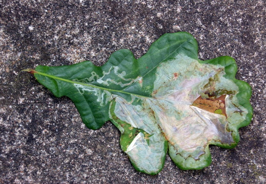 Leaf Blotch Miner Moth (Acrocercops brongniardella)