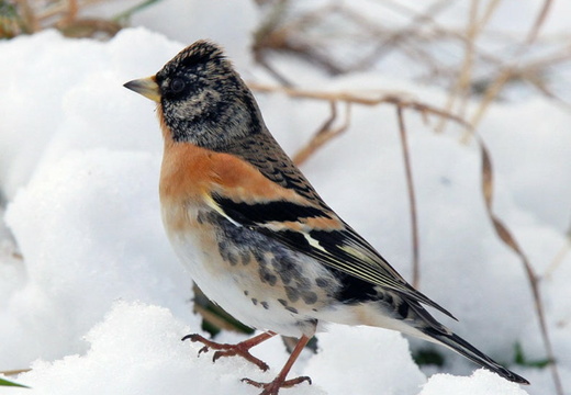 Brambling (Fringilla montifringilla)