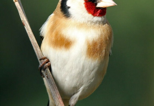 Goldfinch (Carduelis carduelis)