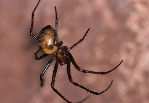 European Cave Spider (Meta menardi)