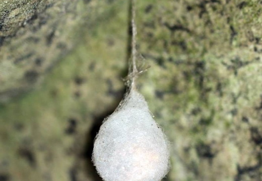 European Cave Spider (Meta menardi) Egg-case