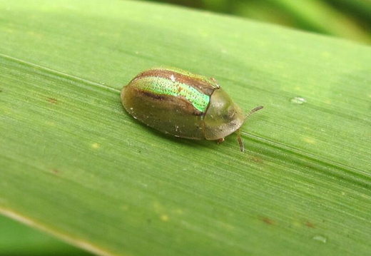 Gold Striped Tortoise Beetle (Cassida nobilis)