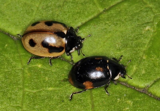 Hieroglyphic Ladybirds (Coccinella hieroglyphica)