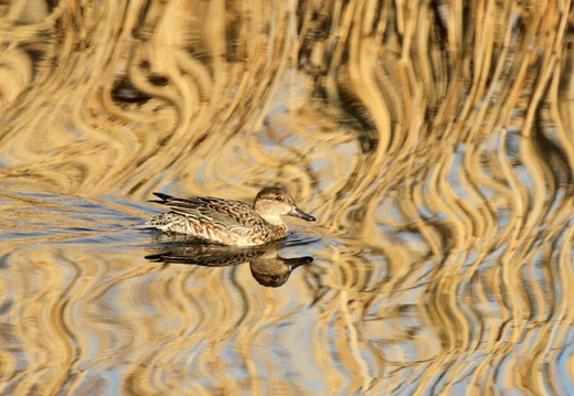 Female Eurasian Teal (Anas crecca)