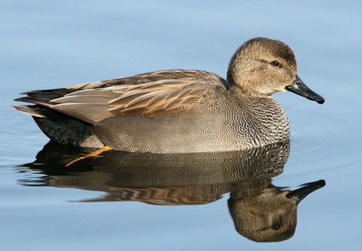 Gadwall (Anas strepera)