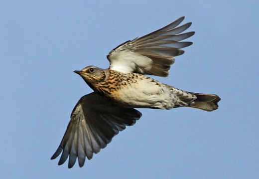 Redwing (Turdus iliacus)