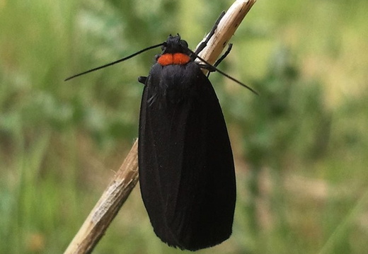 Red-necked Footman (Atolmis rubricollis)