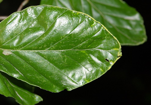 Galls of Acalitus stenaspis on Beech Leaves