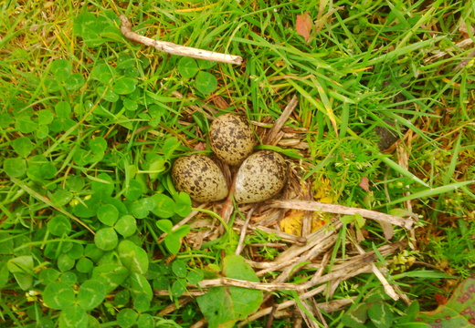 Lapwing (Vanellus vanellus) Eggs