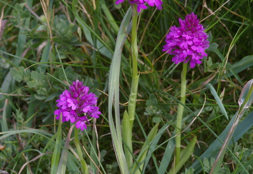 Pyramidal Orchid (Anacamptis pyramidalis) (1072)