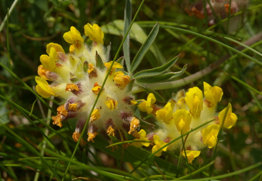Kidney Vetch (Anthyllis vulneraria)