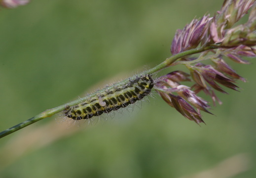 Burnet Larva with Ectoparasitic Hymenopteran Larva
