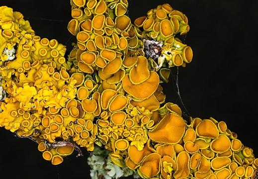 Common Orange Lichen (Xanthoria parietina)