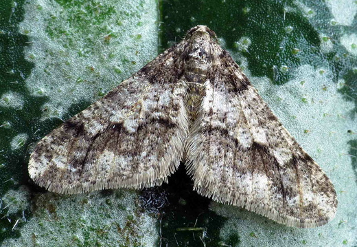 Spring Usher (Agriopis leucophaearia)