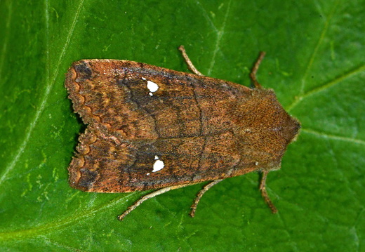 Satellite (Eupsilia transversa)