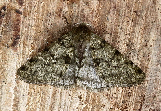 Pale Brindled Beauty (Phigalia pilosaria) (1084)