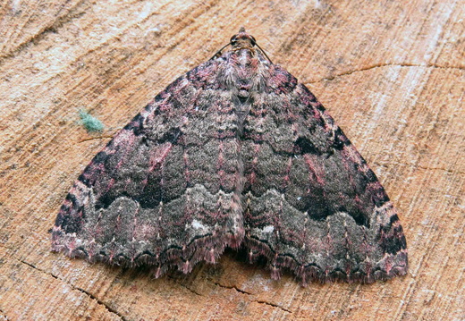 The Tissue (Triphosa dubitata)