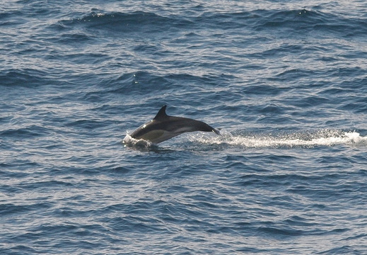Short-beaked Common Dolphin (Delphinus delphis)