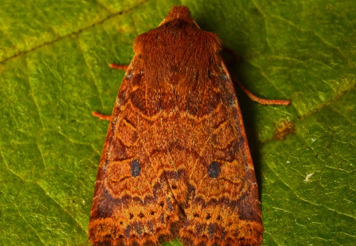 Chestnut (Conistra vaccinii)