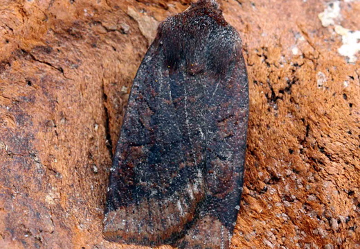 Dark Chestnut (Conistra ligula)