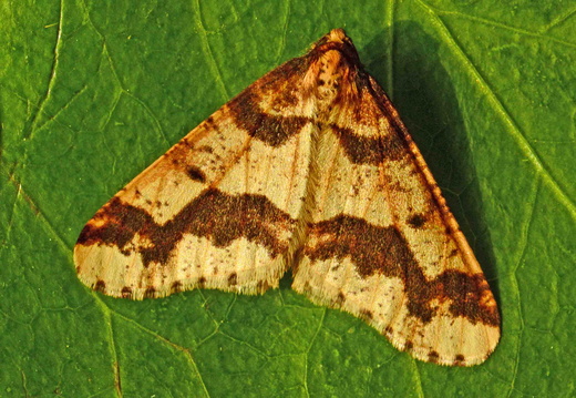 Mottled Umber (Erannis defoliaria)