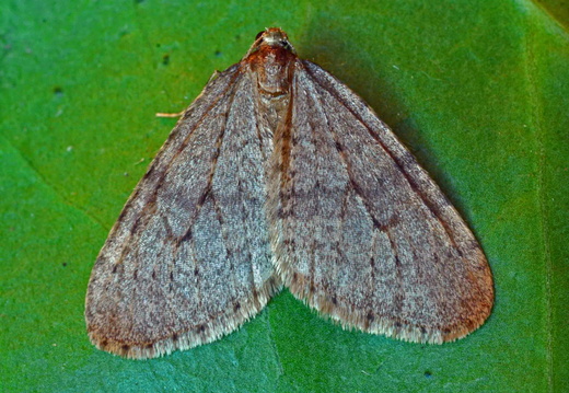 Winter Moth (Operophtera brumata)