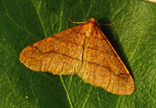 Scarce Umber (Agriopis aurantiaria)
