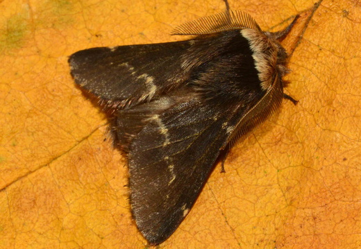 December Moth (Poecilocampa populi)