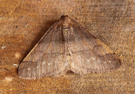 Dotted Border (Agriopis marginaria)