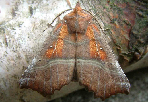 Herald (Scoliopteryx libatrix)