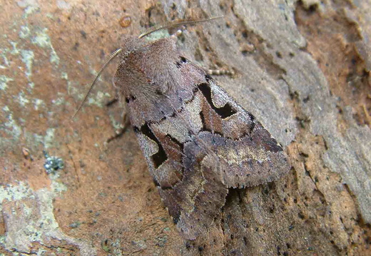 Hebrew Character (Orthosia gothica)