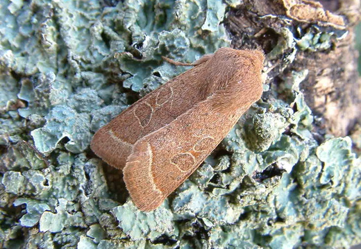Common Quaker (Orthosia cerasi)